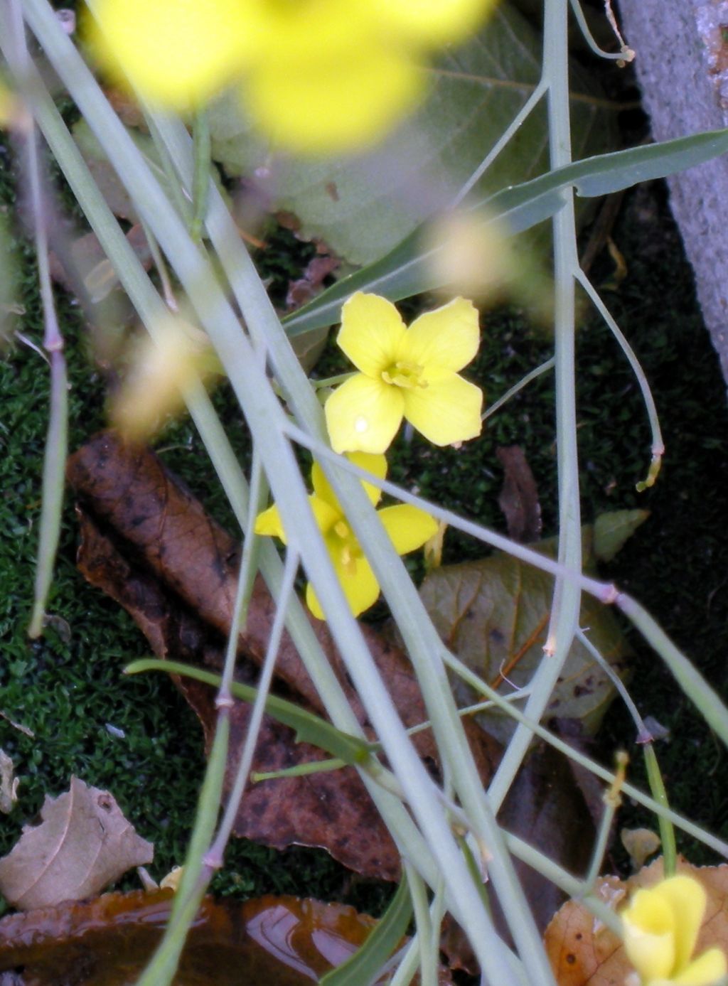 Diplotaxis tenuifolia